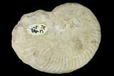Cretaceous Ammonite (Oxytropidoceras) Fossil - Oklahoma #156450-1